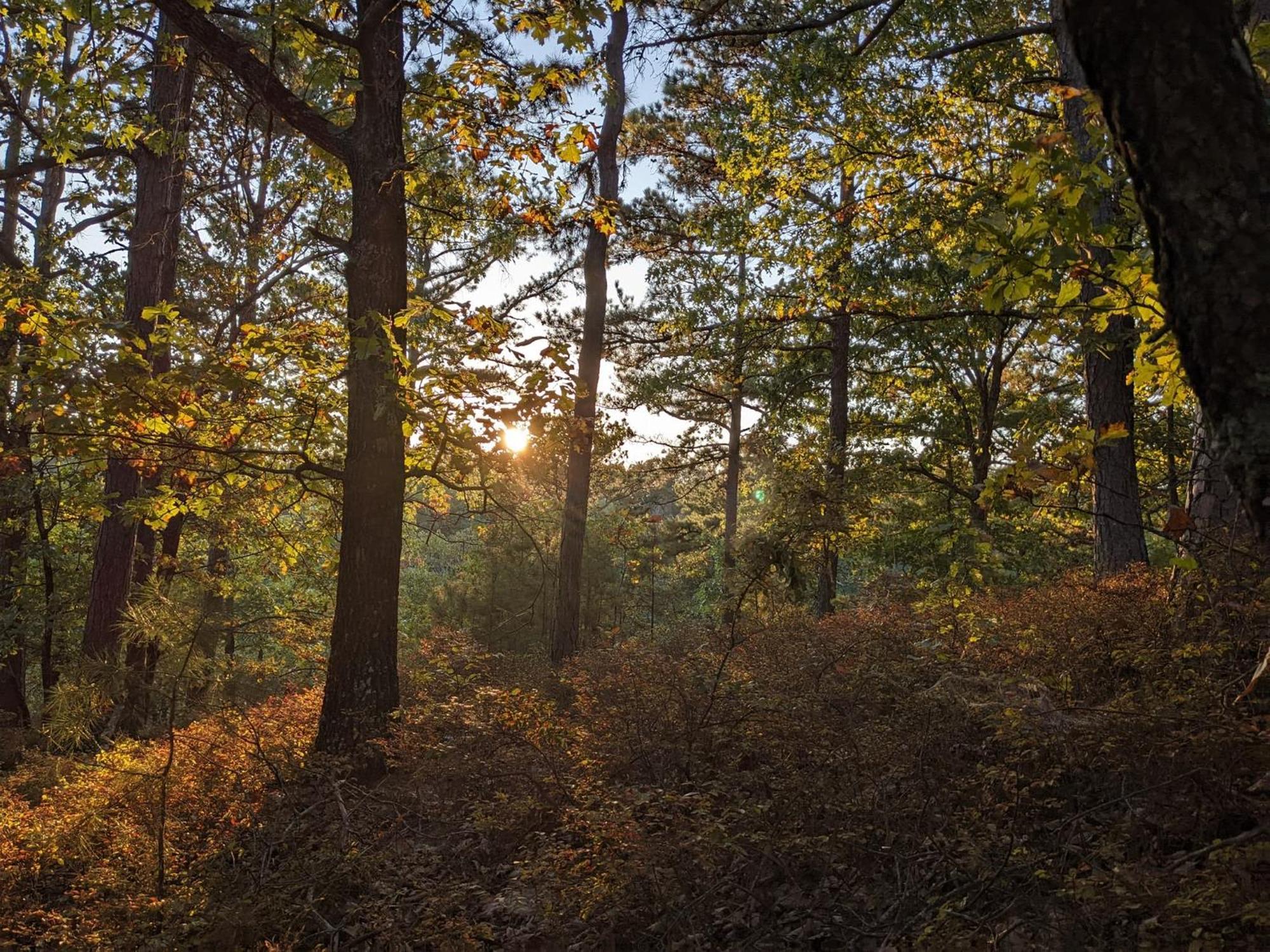 Loblolly Pines Adventure Cabin 3 - King Eureka Springs Εξωτερικό φωτογραφία